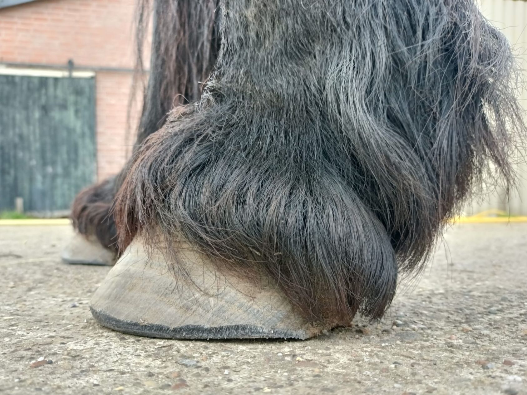 Een staande bekapte hoef